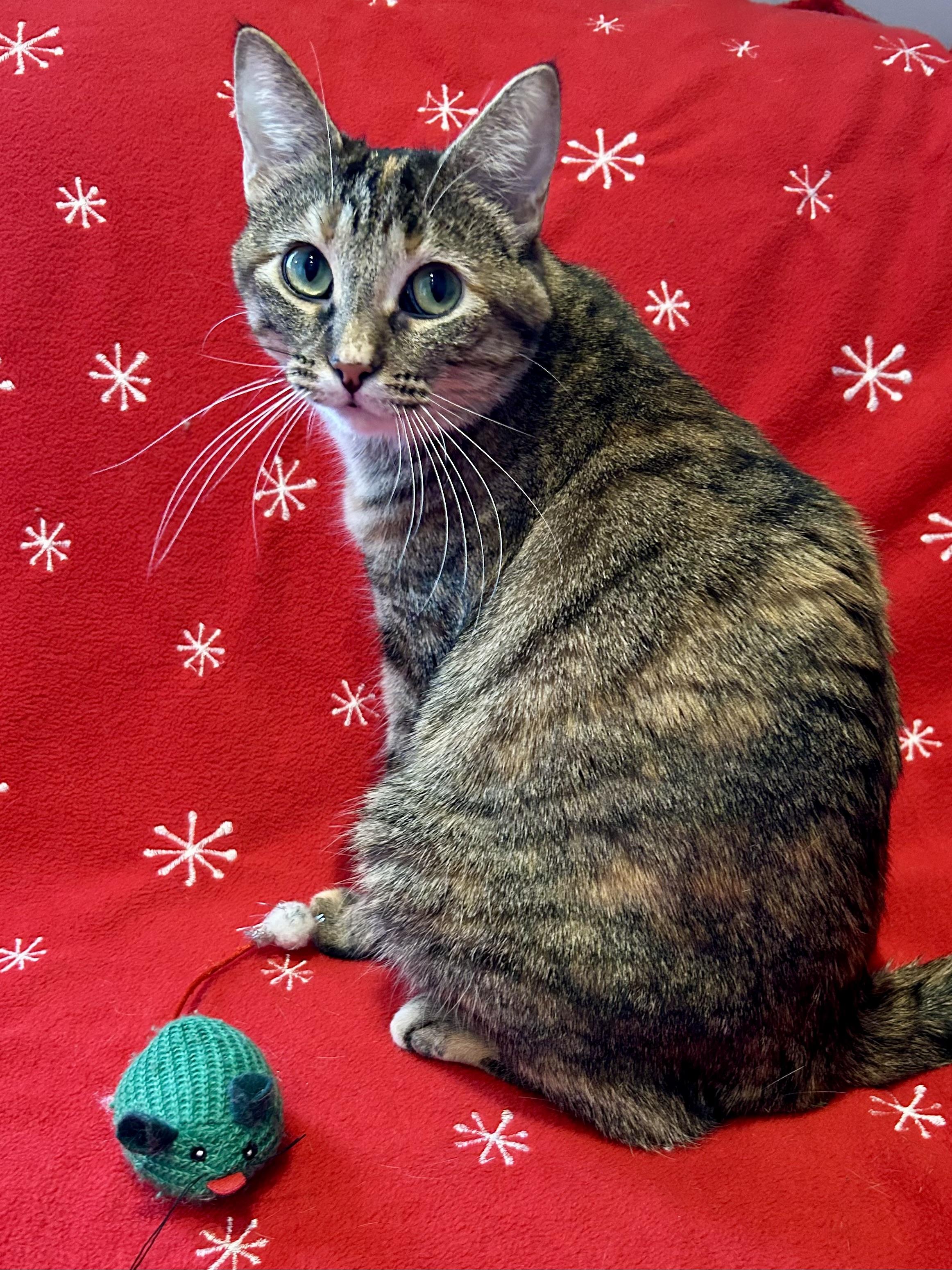 Enlarge Margarine, a Adoptable Domestic Short Hair in Decatur, IL image 5/6