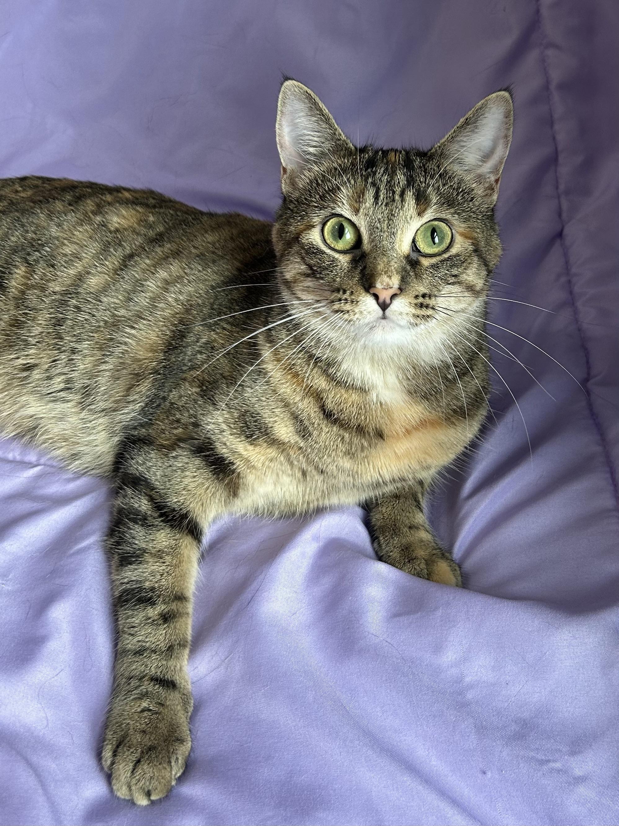 Enlarge Margarine, a Adoptable Domestic Short Hair in Decatur, IL image 3/6