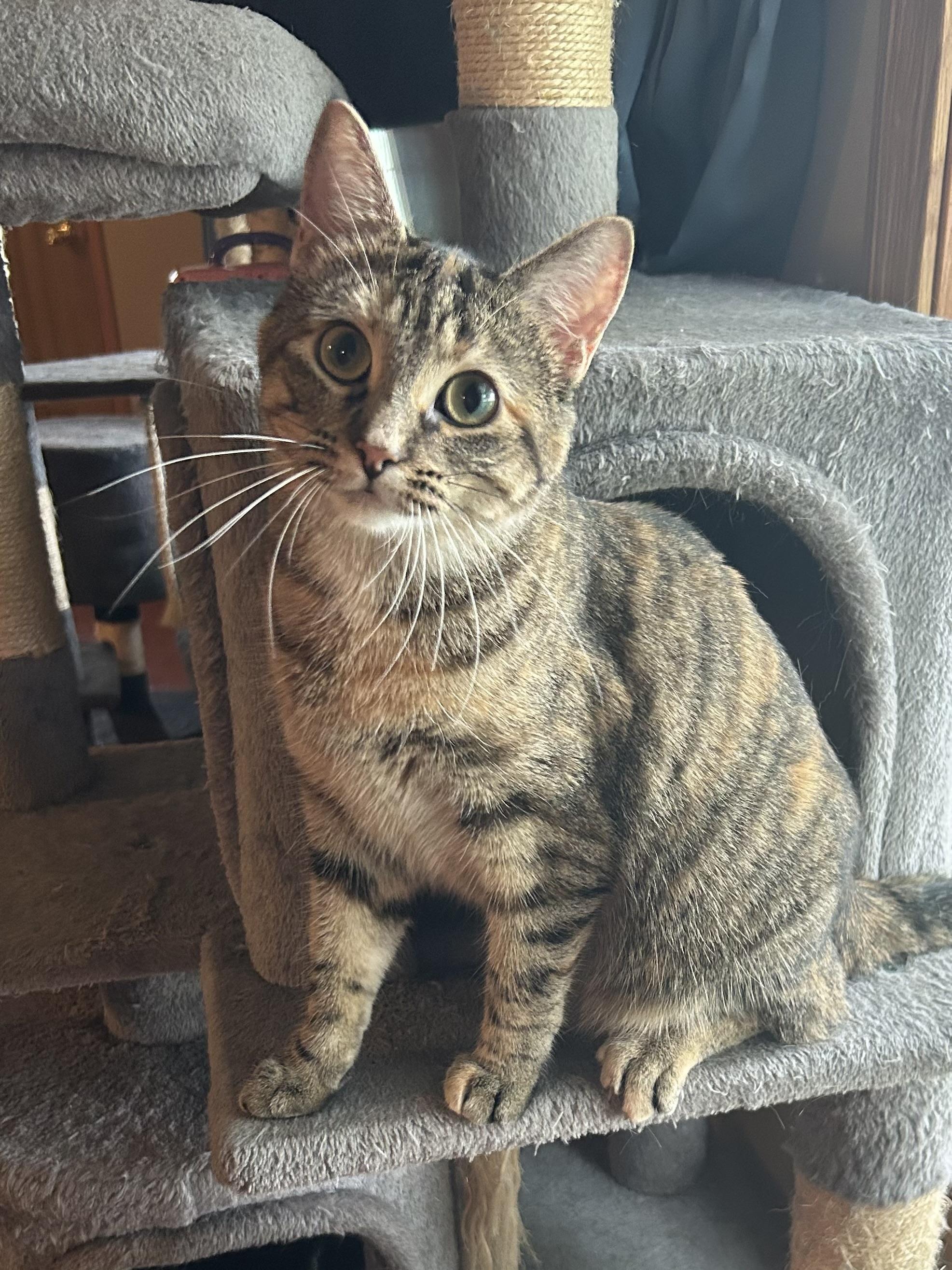 Enlarge Margarine, a Adoptable Domestic Short Hair in Decatur, IL image 4/6