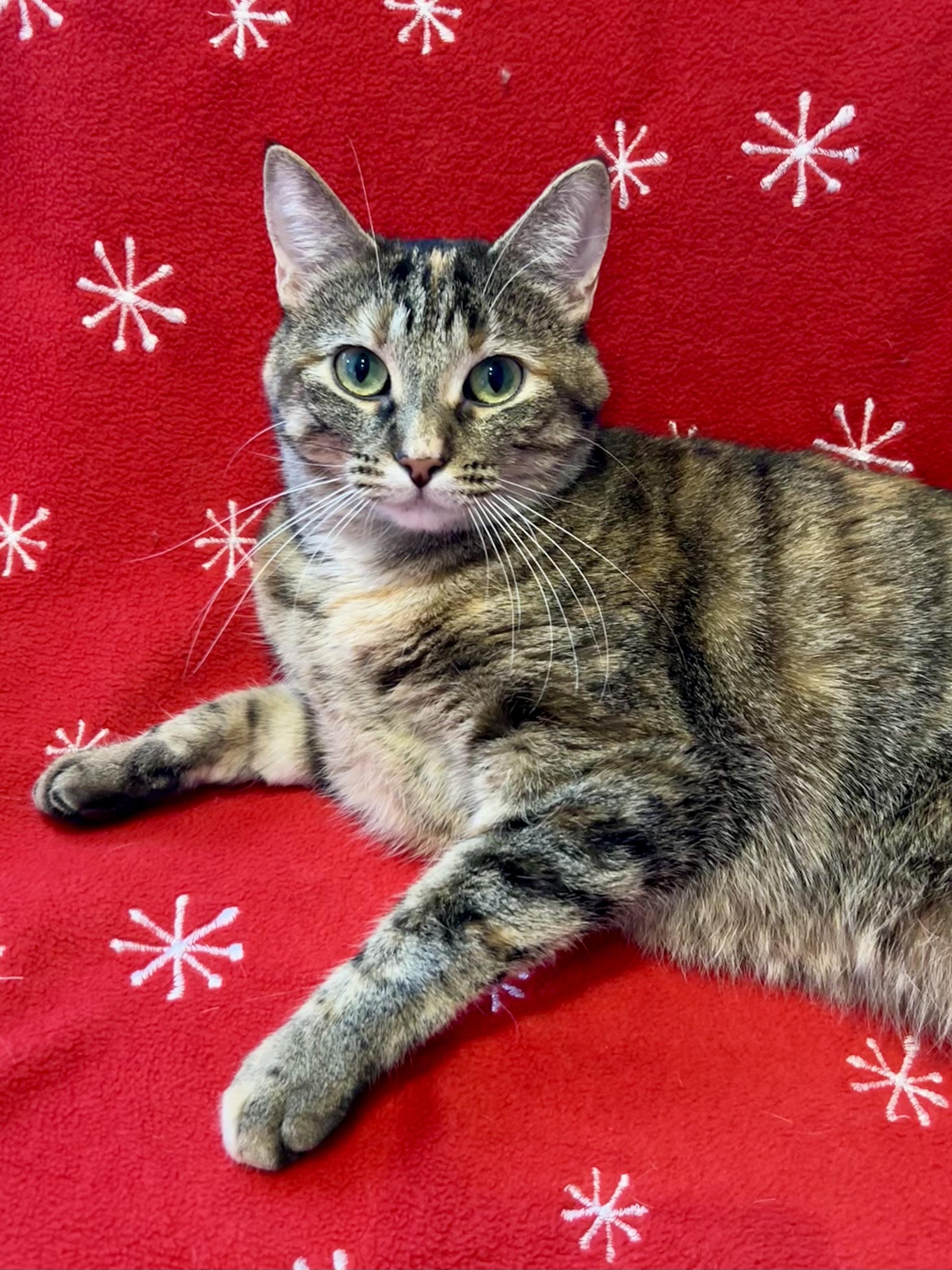 Margarine, Adoptable, Adult Female Domestic Short Hair.