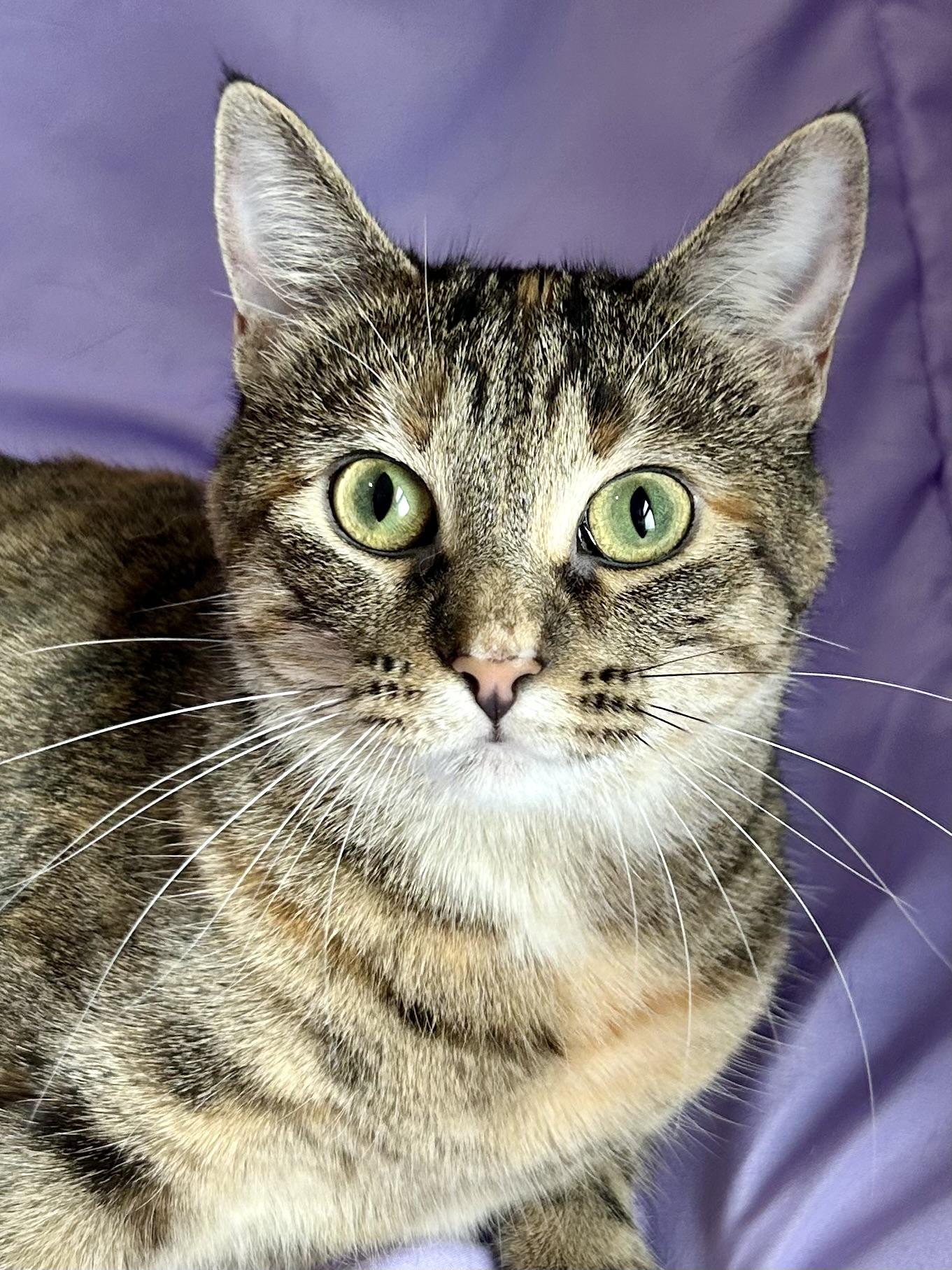 Enlarge Margarine, a Adoptable Domestic Short Hair in Decatur, IL image 1/6