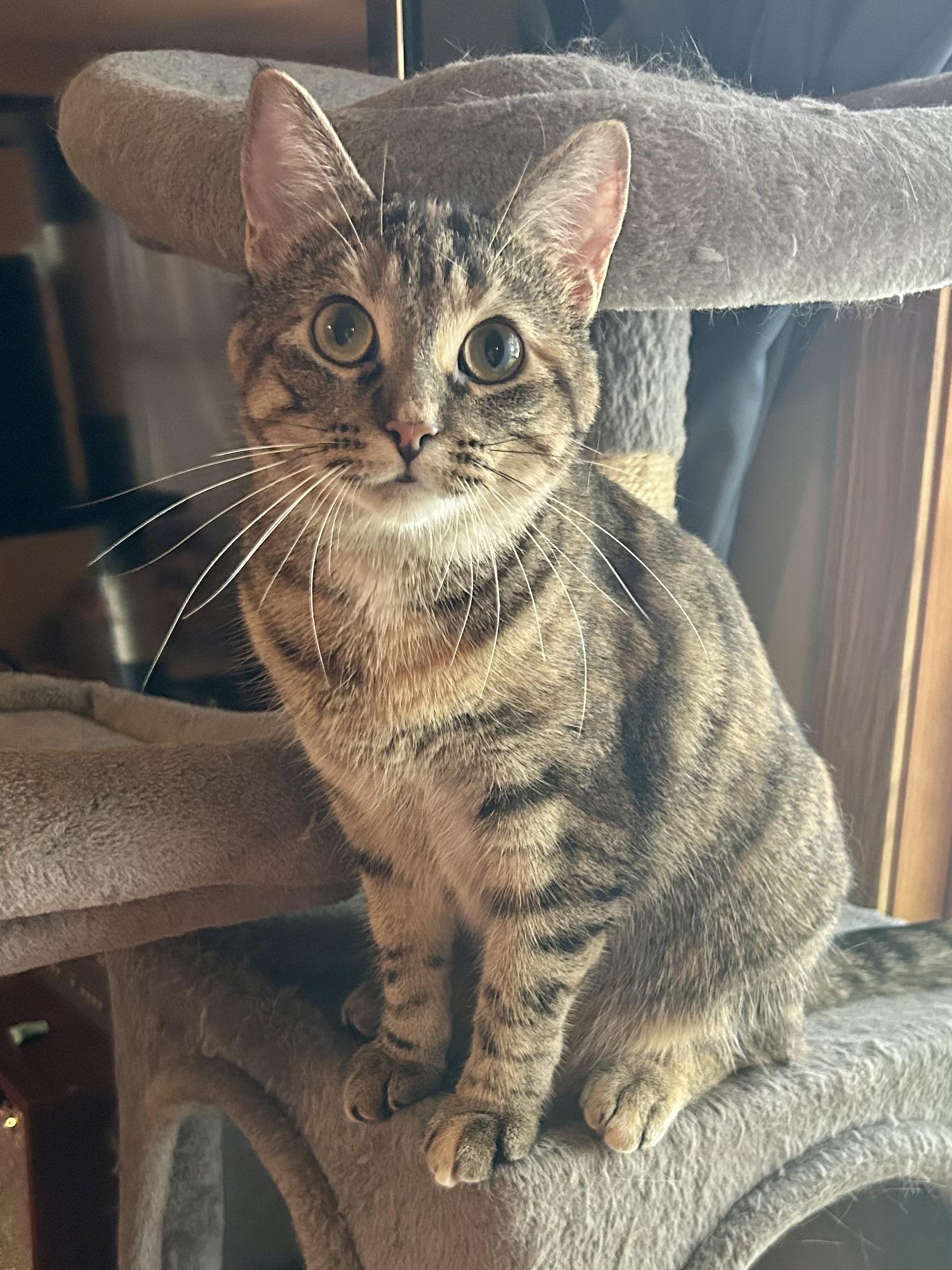 Enlarge Margarine, a Adoptable Domestic Short Hair in Decatur, IL image 5/6