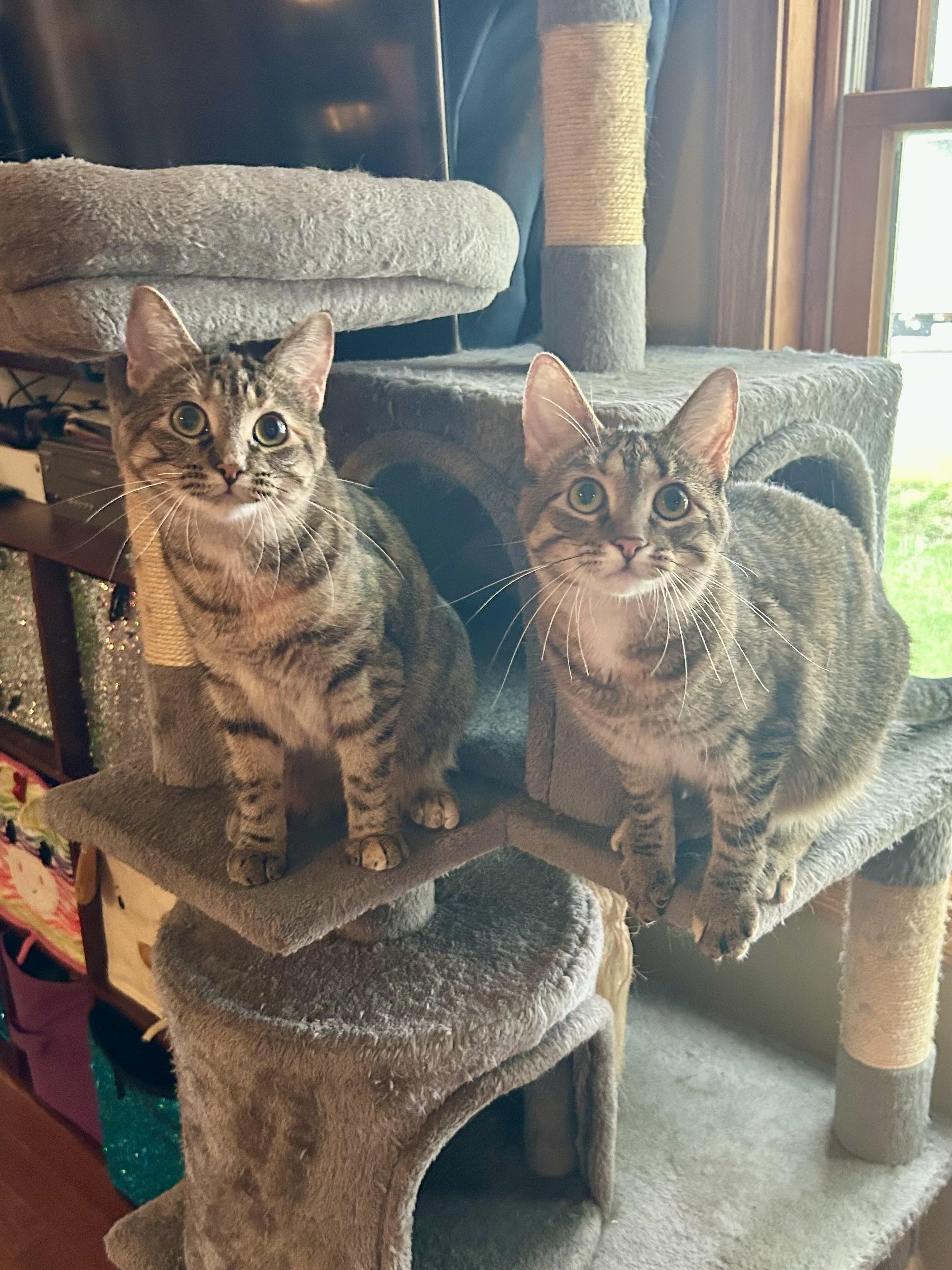 Enlarge Margarine, a Adoptable Domestic Short Hair in Decatur, IL image 6/6