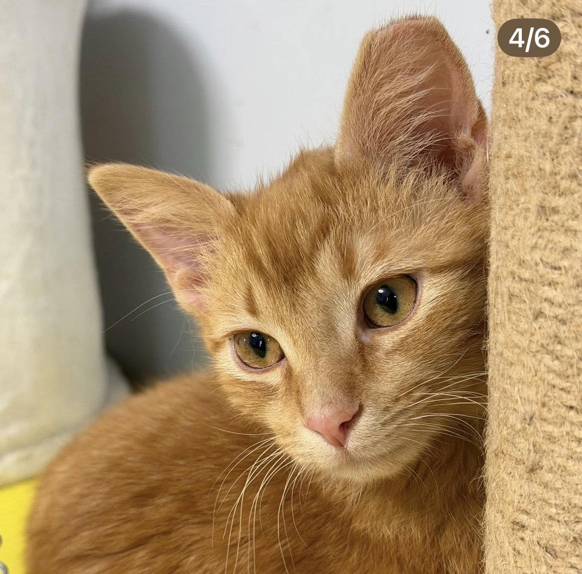 North South East West, Adoptable, Kitten Male Tabby & Tortoiseshell.