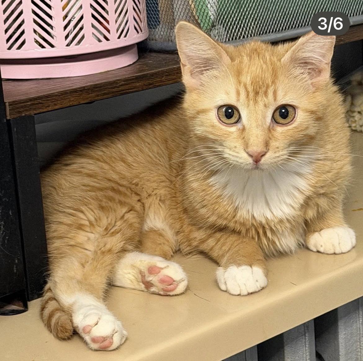 Enlarge North South East West, a Adoptable mixed breed in Chicago, IL image 3/3
