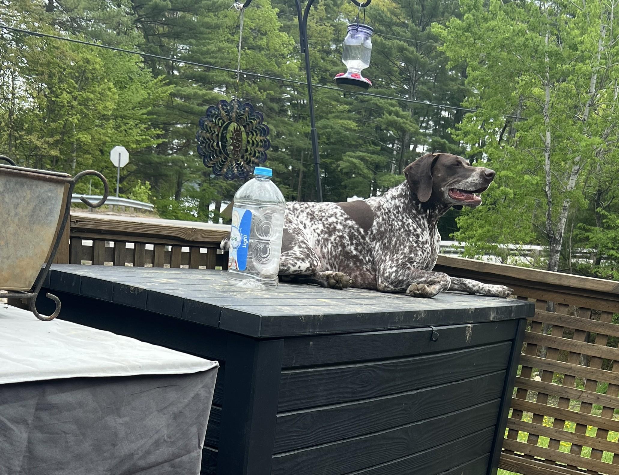 Enlarge Luna, a Adopted German Shorthaired Pointer in Tewksbury, MA image 1/5