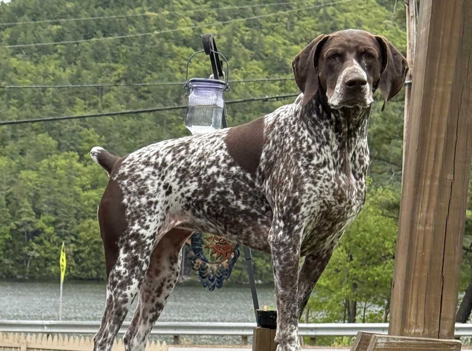 Enlarge Luna, a Adopted German Shorthaired Pointer in Tewksbury, MA image 2/5
