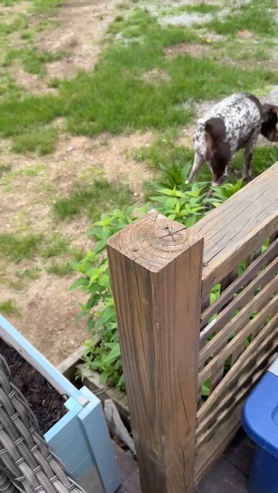 Enlarge Luna, a Adopted German Shorthaired Pointer in Tewksbury, MA video 5/5