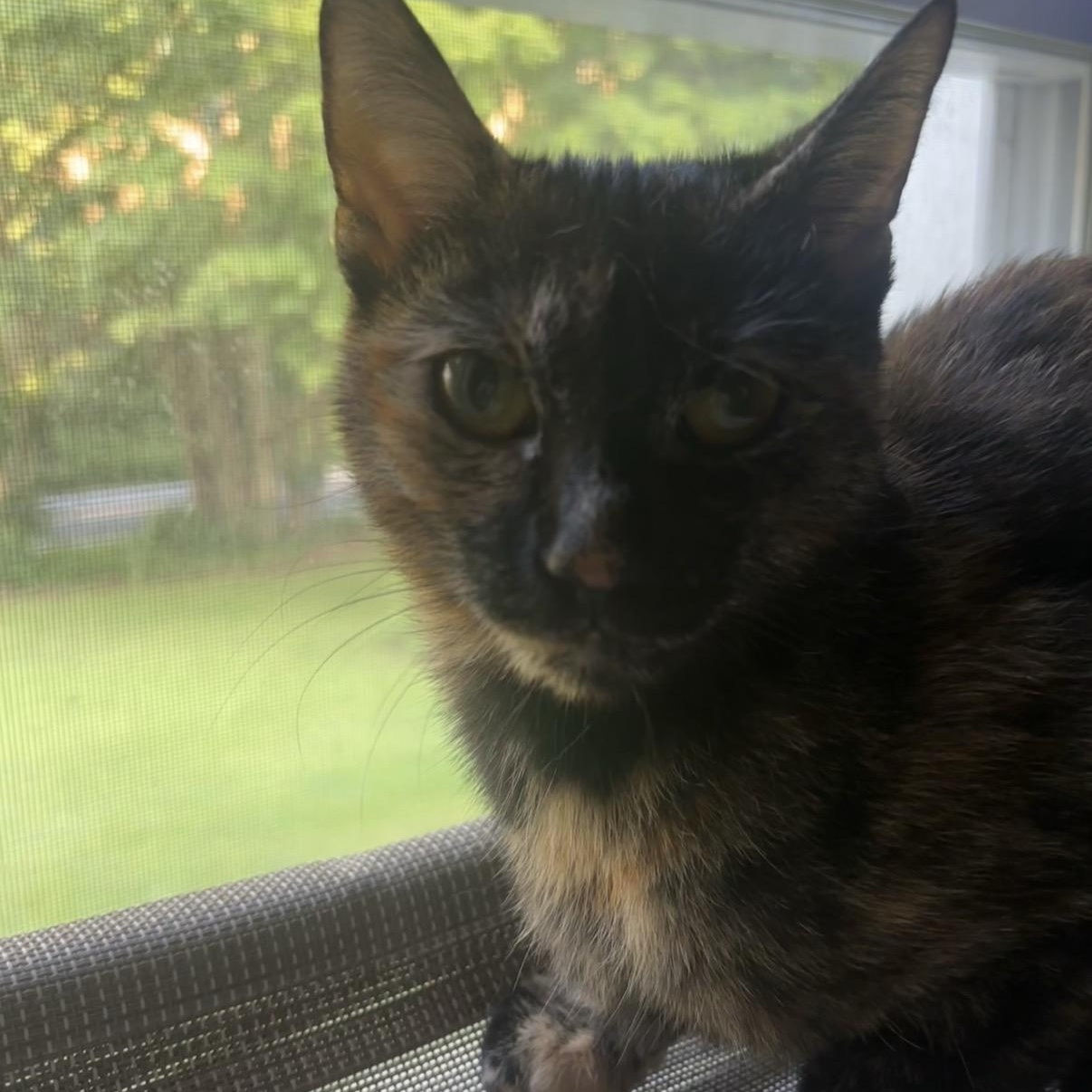 Enlarge Macchiato, a Adoptable Domestic Short Hair in Cortland, NY image 3/6