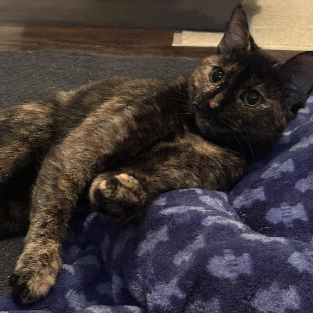 Enlarge Macchiato, a Adoptable Domestic Short Hair in Cortland, NY image 6/6