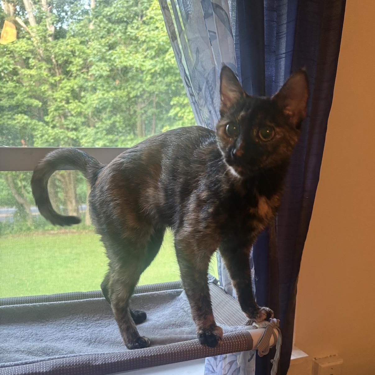 Enlarge Macchiato, a Adoptable Domestic Short Hair in Cortland, NY image 4/6