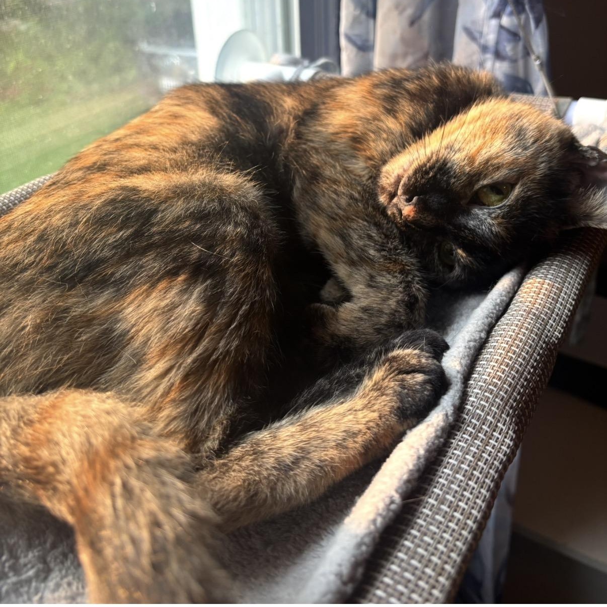 Enlarge Macchiato, a Adoptable Domestic Short Hair in Cortland, NY image 5/6