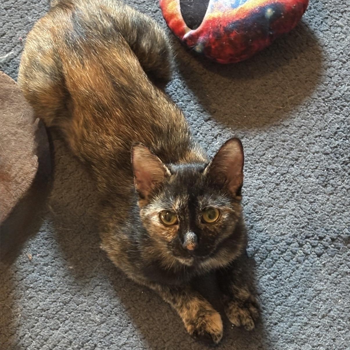 Enlarge Macchiato, a Adoptable Domestic Short Hair in Cortland, NY image 2/6