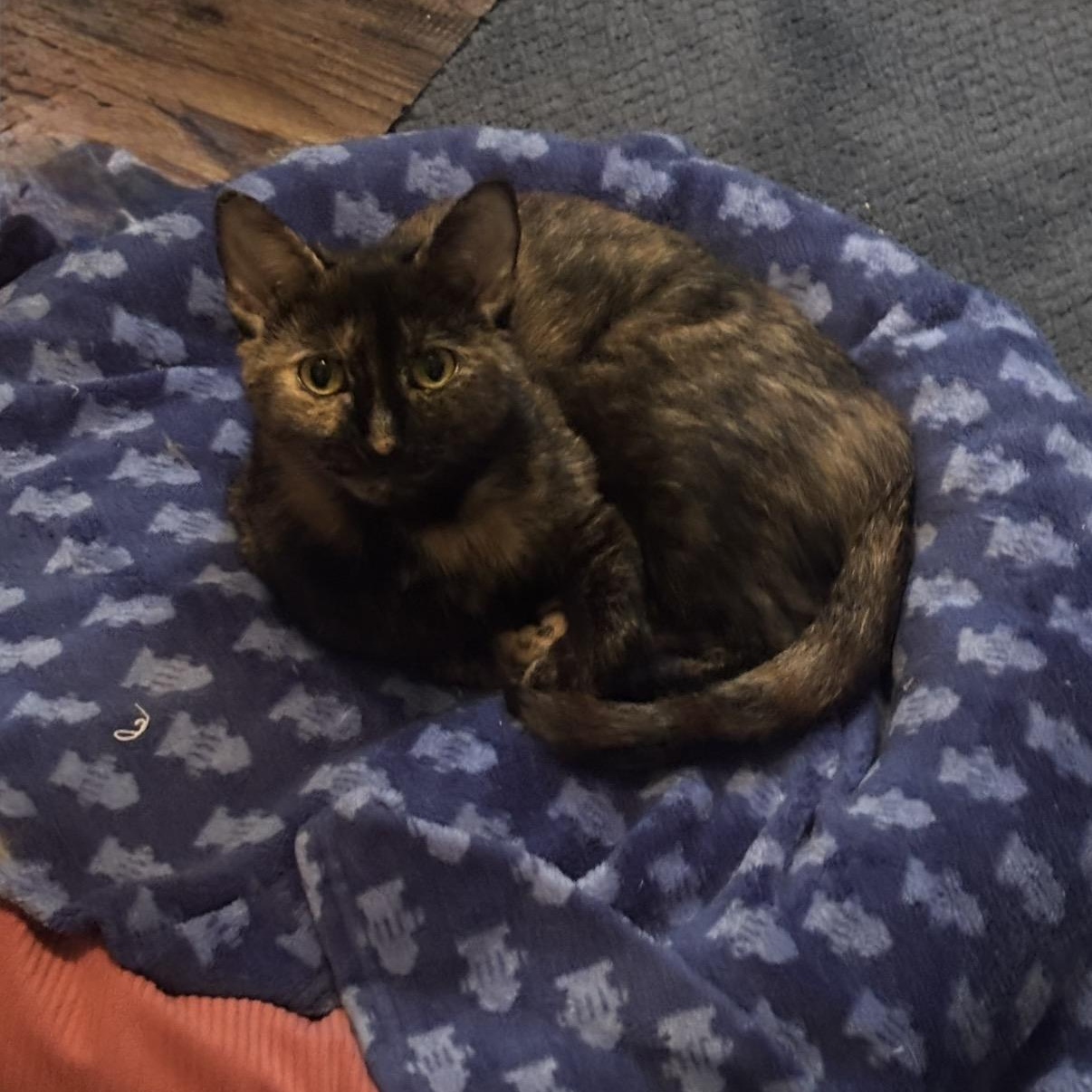 Macchiato, Adoptable, Young Female Domestic Short Hair.
