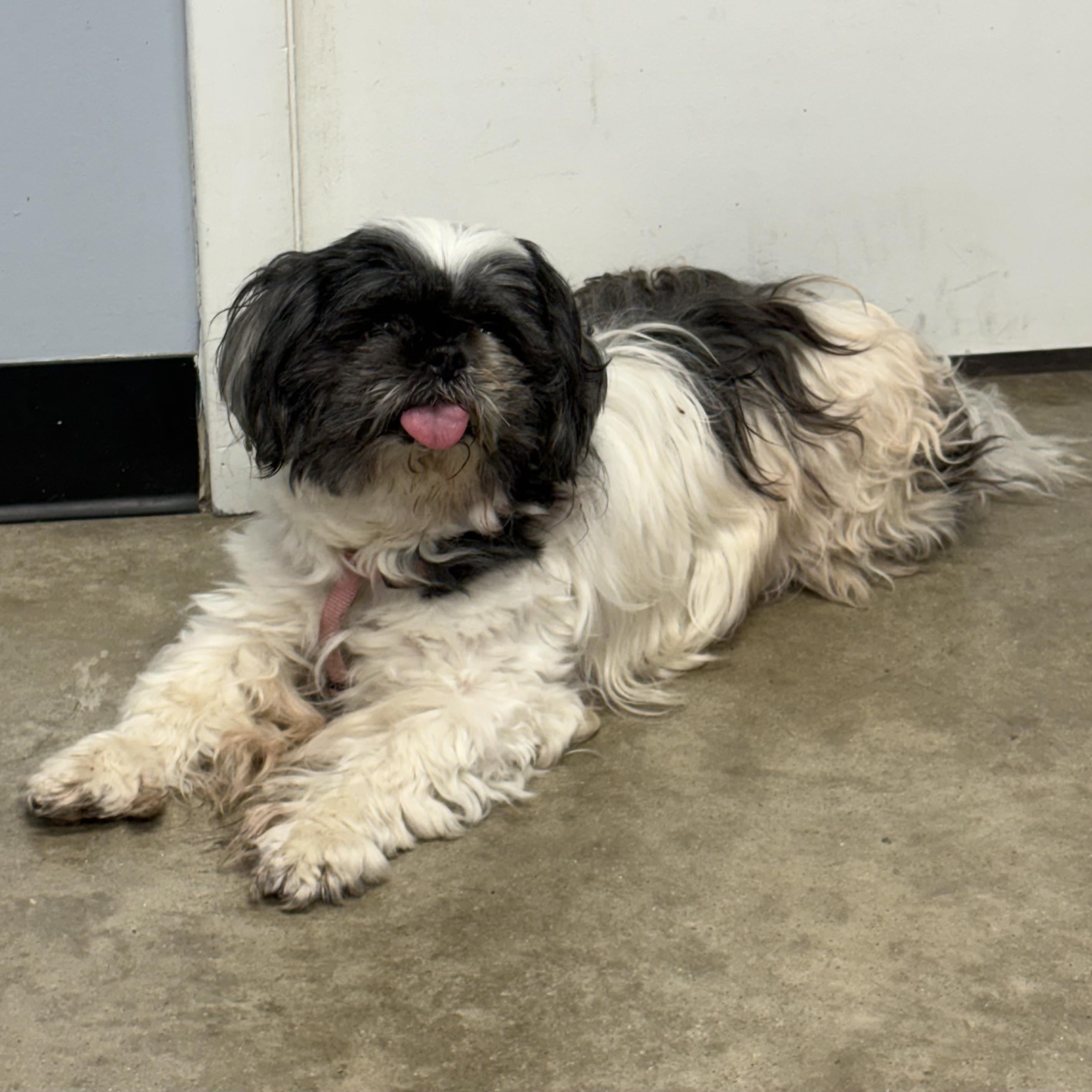 MILLIE, ADOPTABLE, Adult Female Shih Tzu.