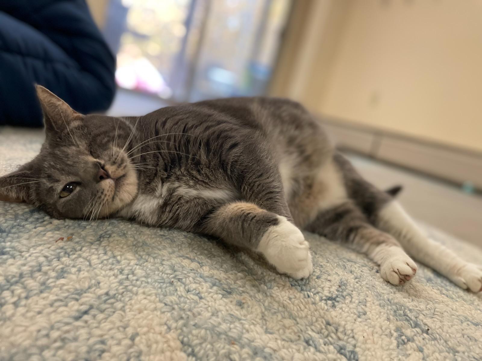 Enlarge Luna, a Adopted Domestic Short Hair in Burlington, VT image 1/4