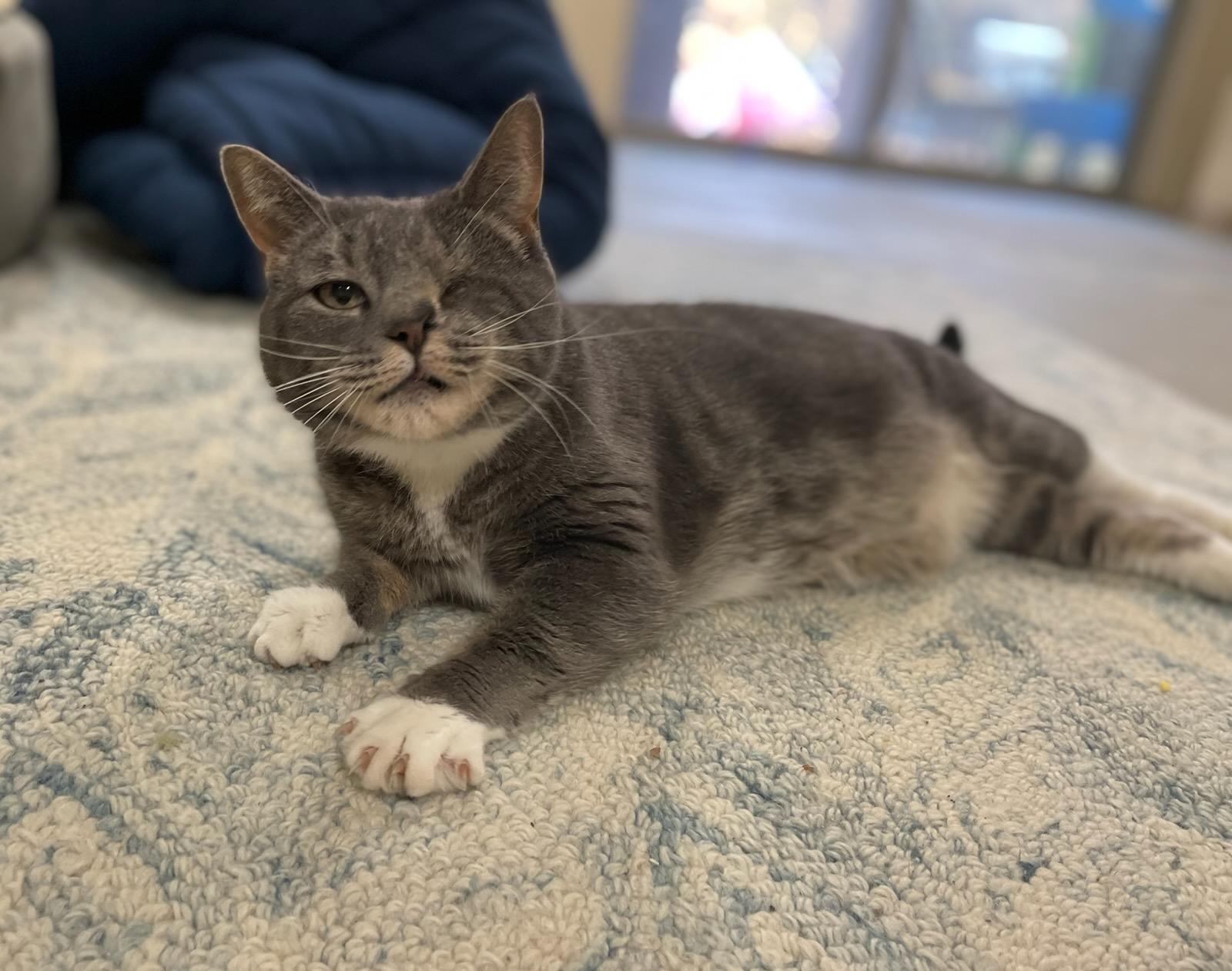 Enlarge Luna, a Adopted Domestic Short Hair in Burlington, VT image 2/4