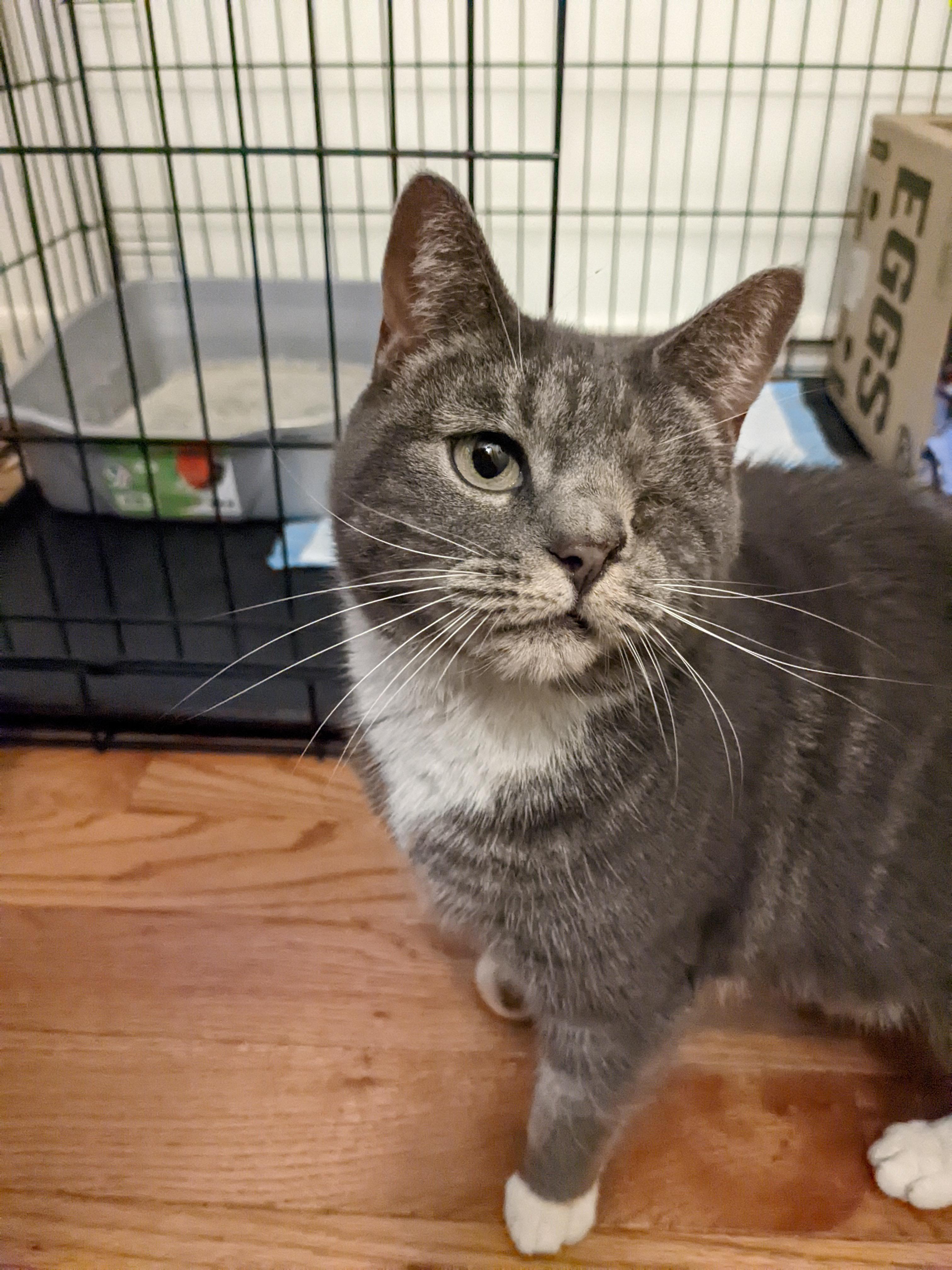 Enlarge Luna, a Adopted Domestic Short Hair in Burlington, VT image 3/4