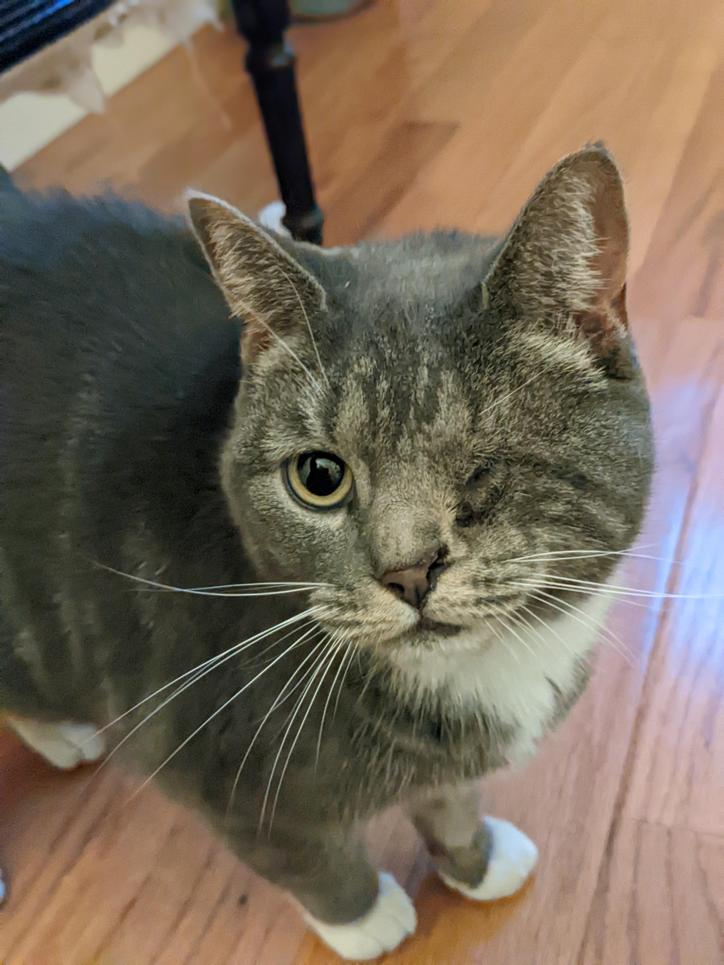 Enlarge Luna, a Adopted Domestic Short Hair in Burlington, VT image 4/4