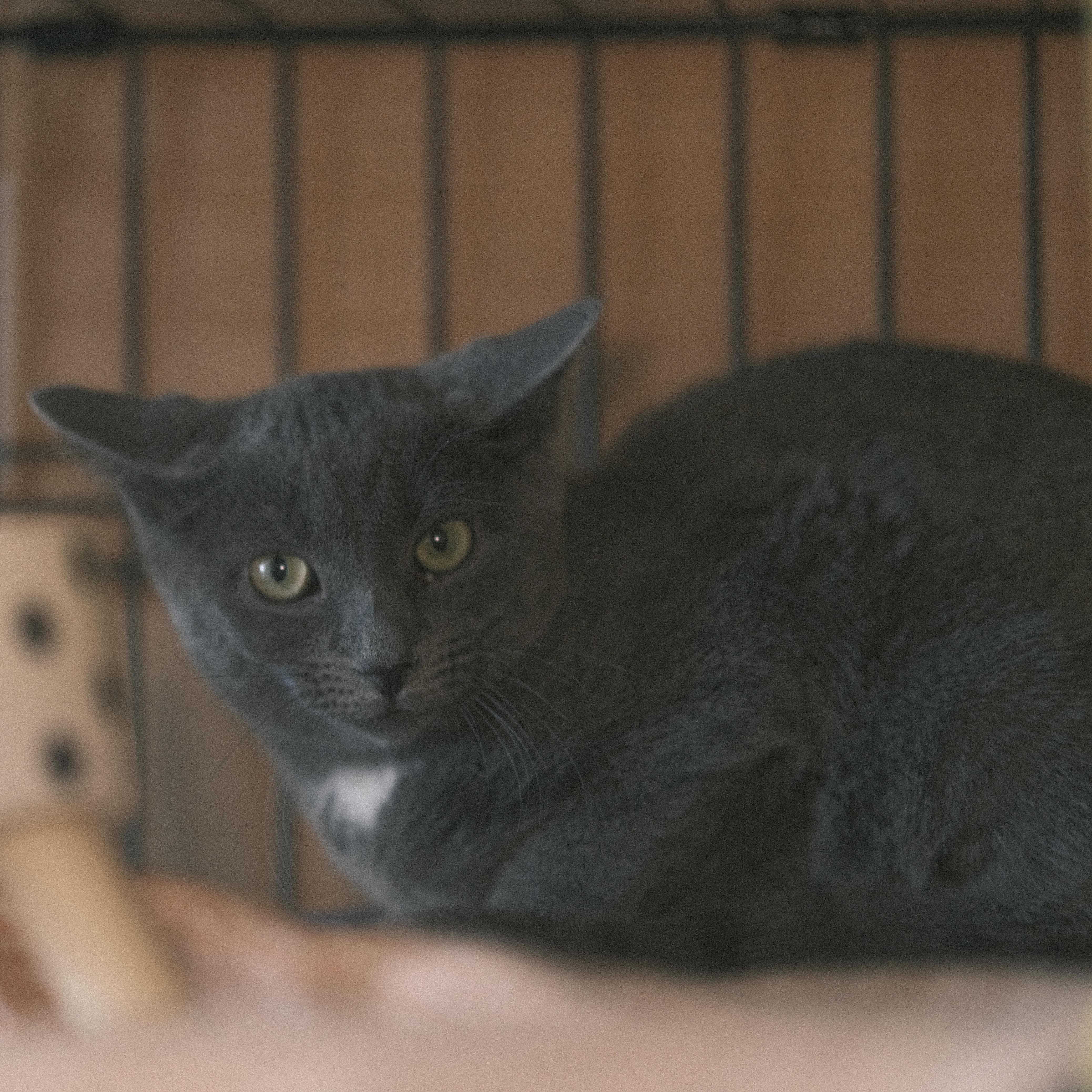 Enlarge Daisy, a Adopted mixed breed in Flushing, NY image 6/6