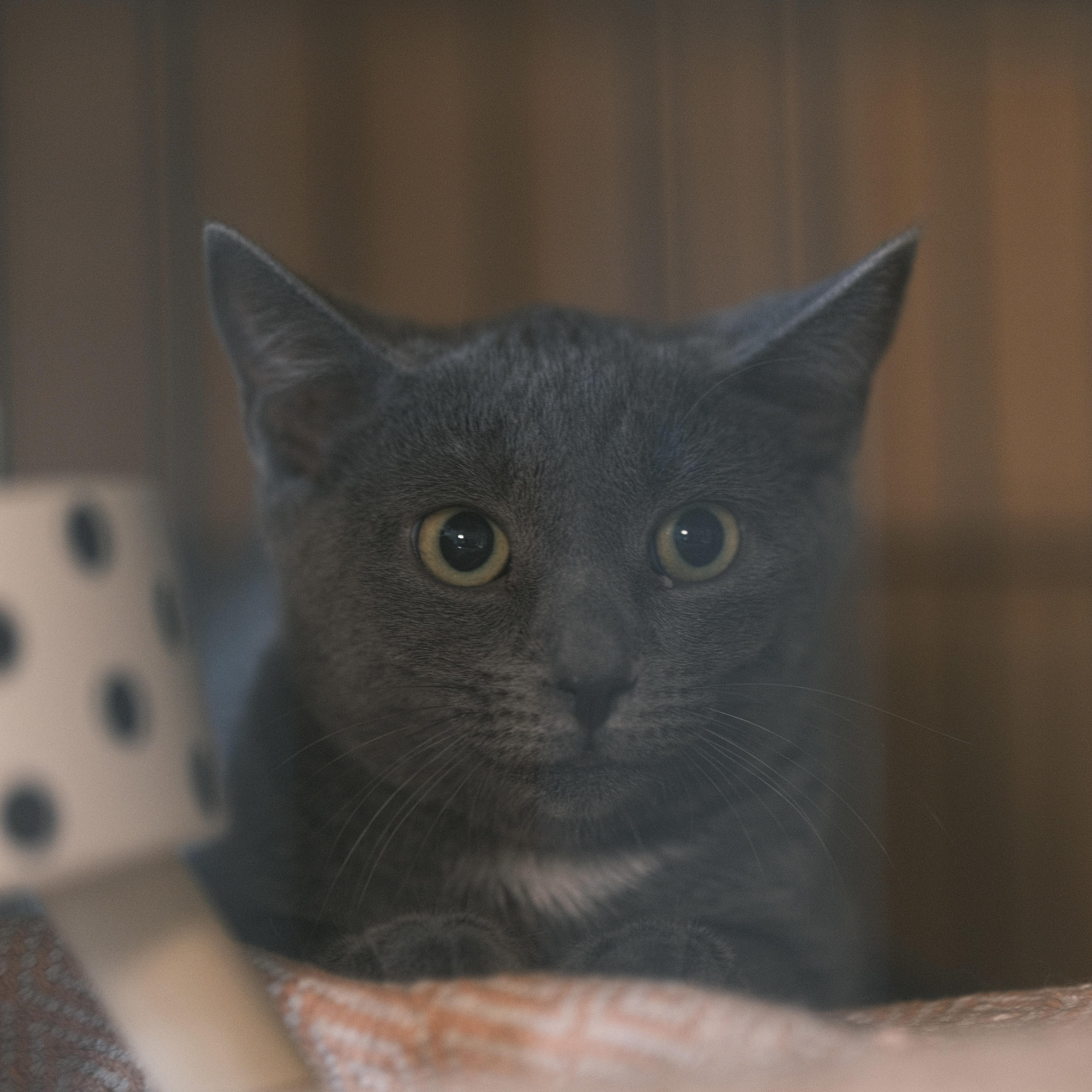 Enlarge Daisy, a Adopted mixed breed in Flushing, NY image 1/6