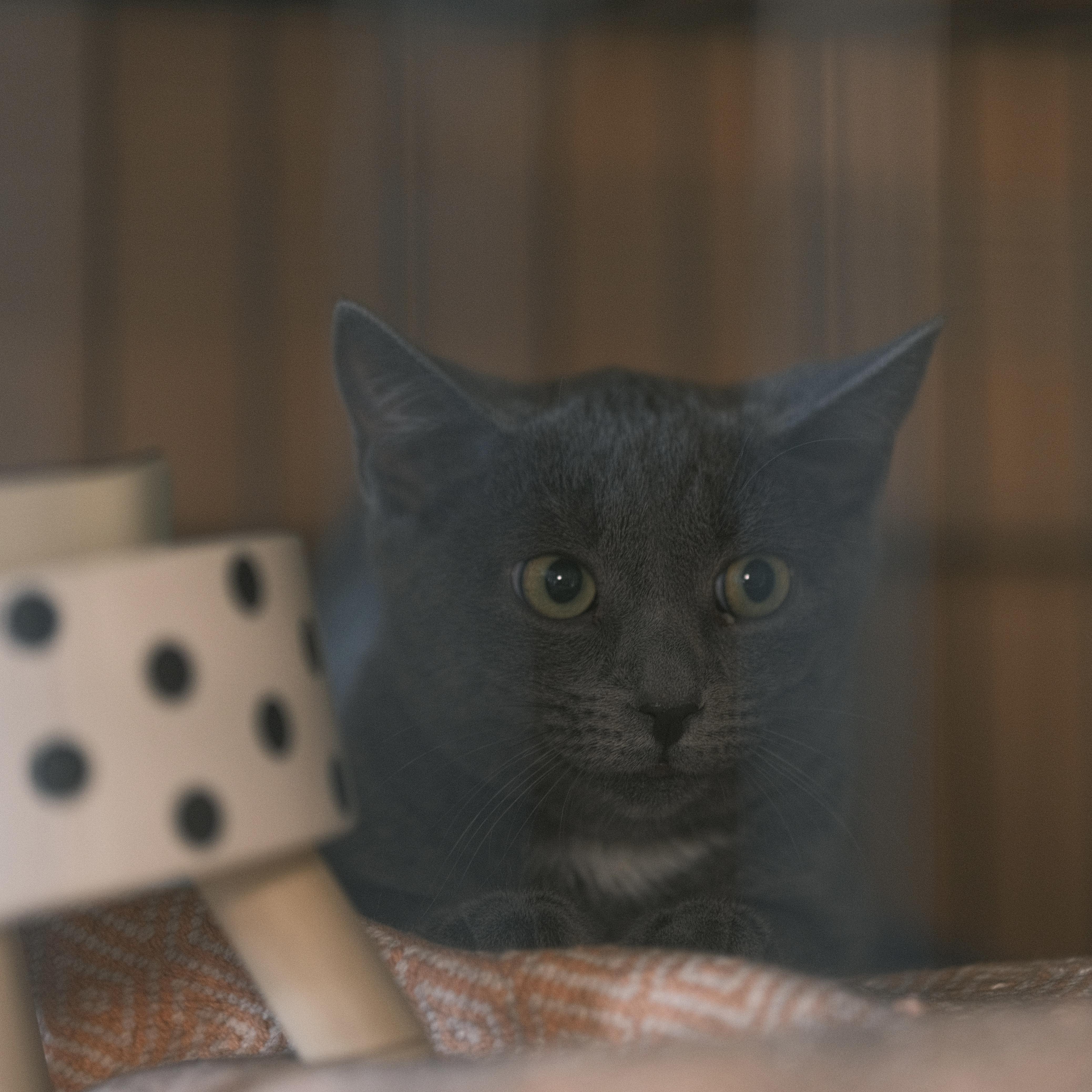 Enlarge Daisy, a Adopted mixed breed in Flushing, NY image 2/6