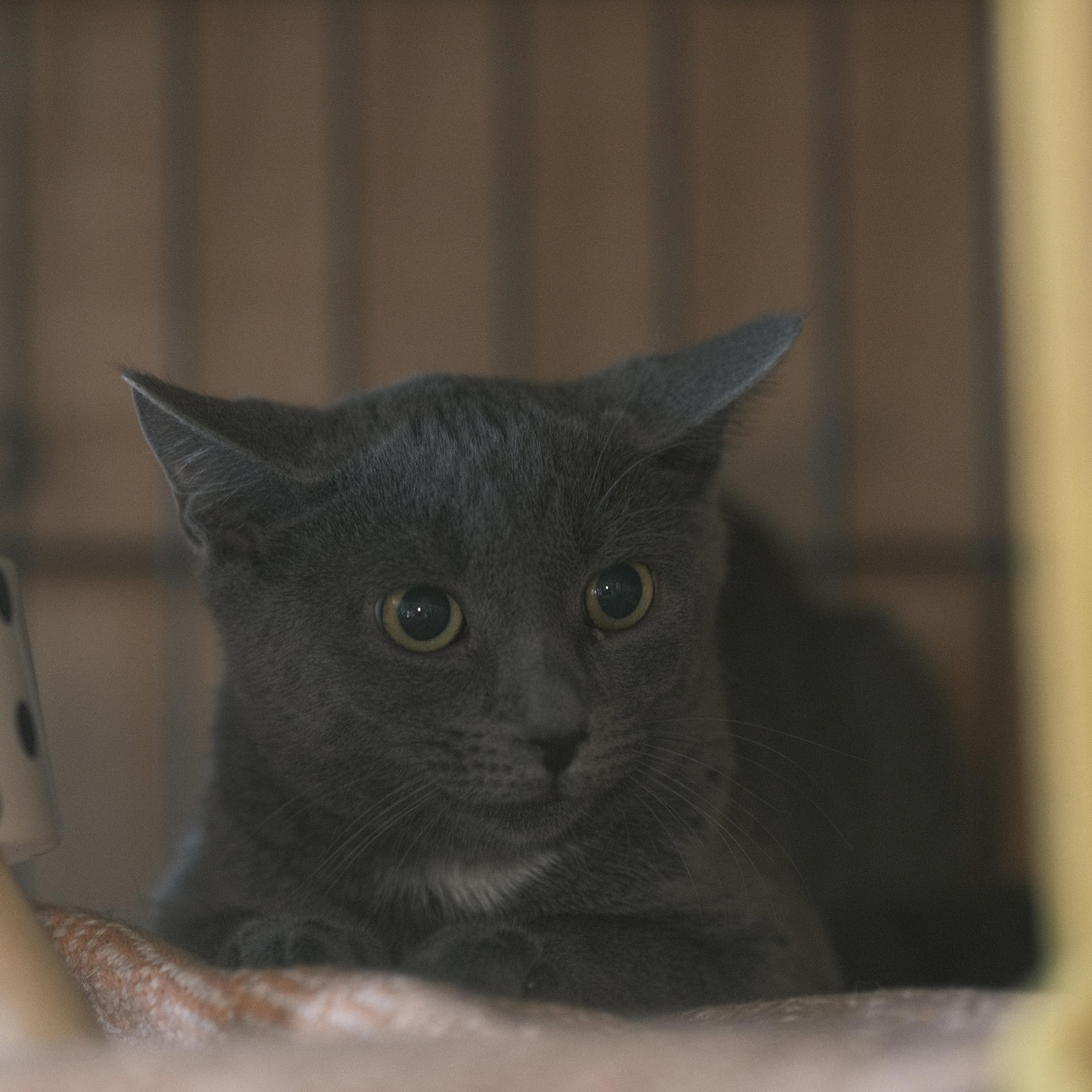 Enlarge Daisy, a Adopted mixed breed in Flushing, NY image 5/6