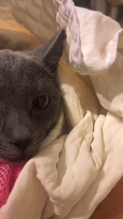 Enlarge Daisy, a Adopted mixed breed in Flushing, NY video 3/6