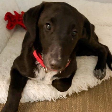 Cami, a ADOPTABLE mixed breed in Toledo, OH image 2/2