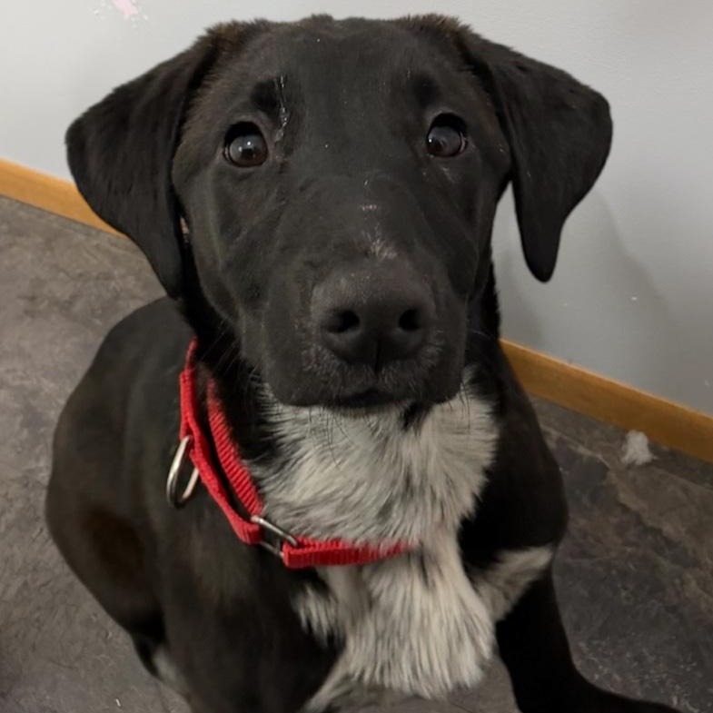 Cami, ADOPTABLE, Puppy Female Labrador Retriever.