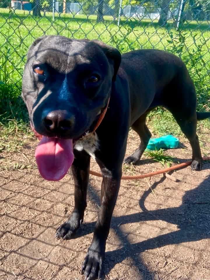 Enlarge Novelty, a ADOPTABLE Pit Bull Terrier in Chicago, IL image 4/4
