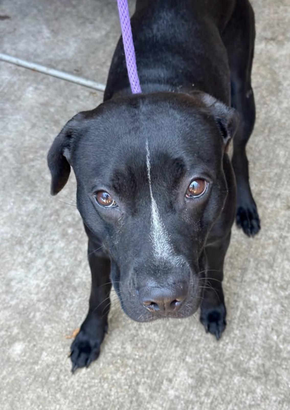 Novelty, ADOPTABLE, Adult Female Pit Bull Terrier.