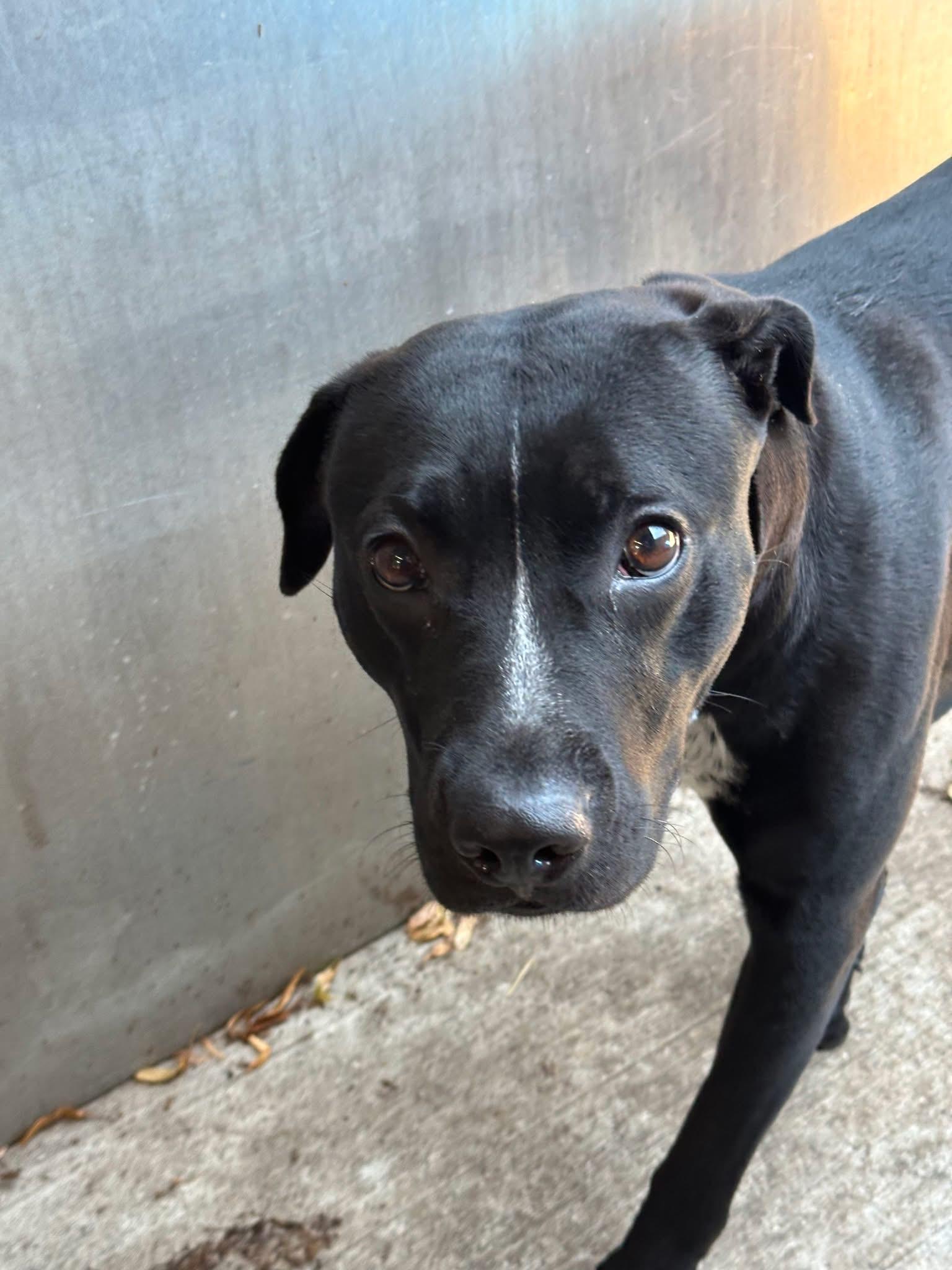 Enlarge Novelty, a ADOPTABLE Pit Bull Terrier in Chicago, IL image 2/4