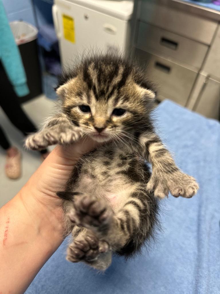 Polydactyl Hemingway kittens!!, a Adopted Extra-Toes Cat / Hemingway Polydactyl in Nashville, TN image 1/4