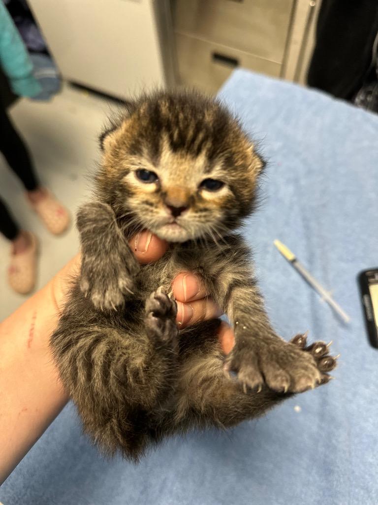 Polydactyl Hemingway kittens!!, a Adopted Extra-Toes Cat / Hemingway Polydactyl in Nashville, TN image 2/4