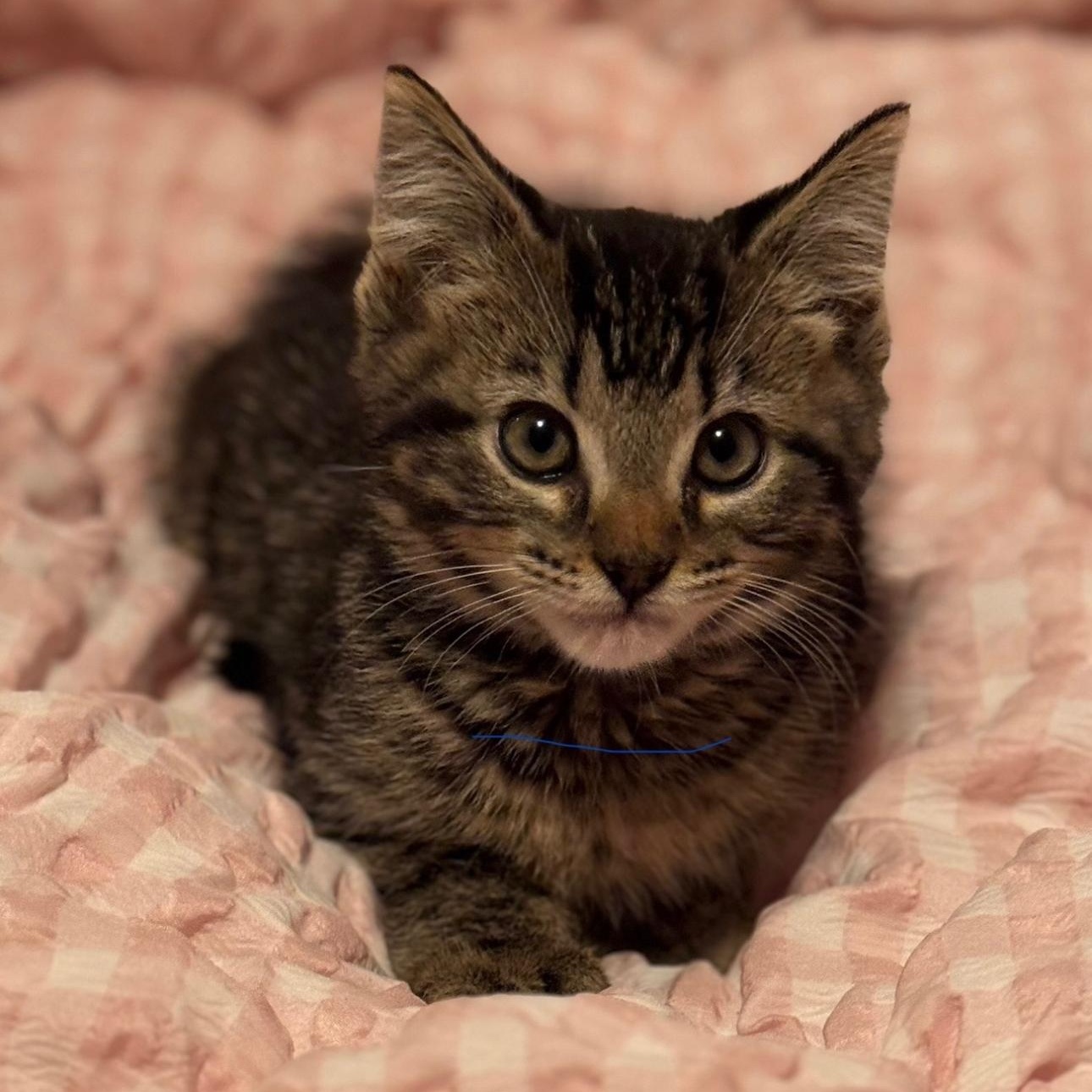 Polydactyl Hemingway kittens!!, a Adopted Extra-Toes Cat / Hemingway Polydactyl in Nashville, TN image 3/4
