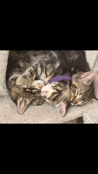 Enlarge Polydactyl Hemingway kittens!!, a Adopted Extra-Toes Cat / Hemingway Polydactyl in Nashville, TN video 4/4