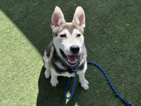 Enlarge MOOSE, a Adoptable Husky in Chatsworth, CA image 1/1