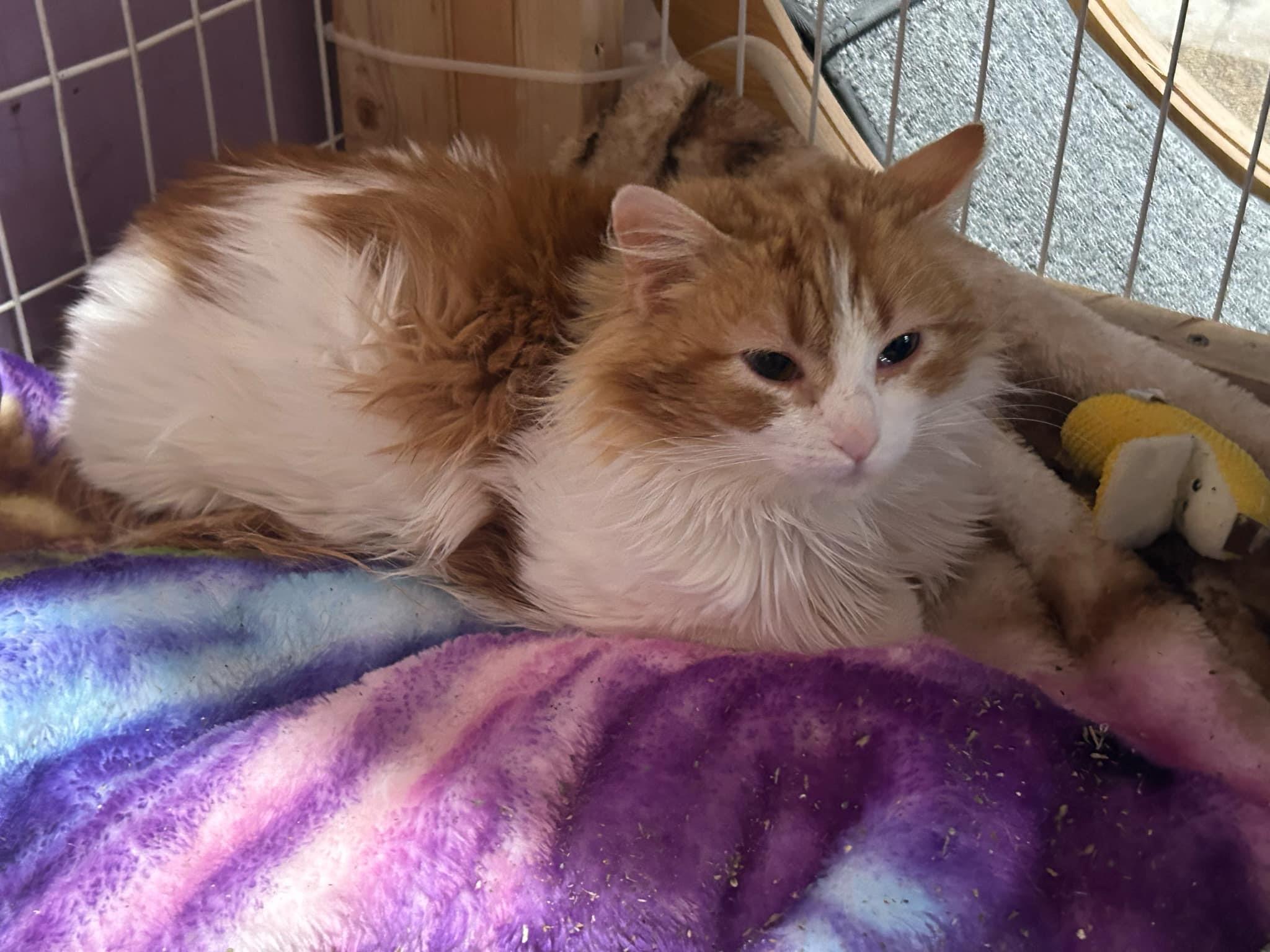 Enlarge Molly, a Adopted Domestic Long Hair in Shakopee, MN image 1/4