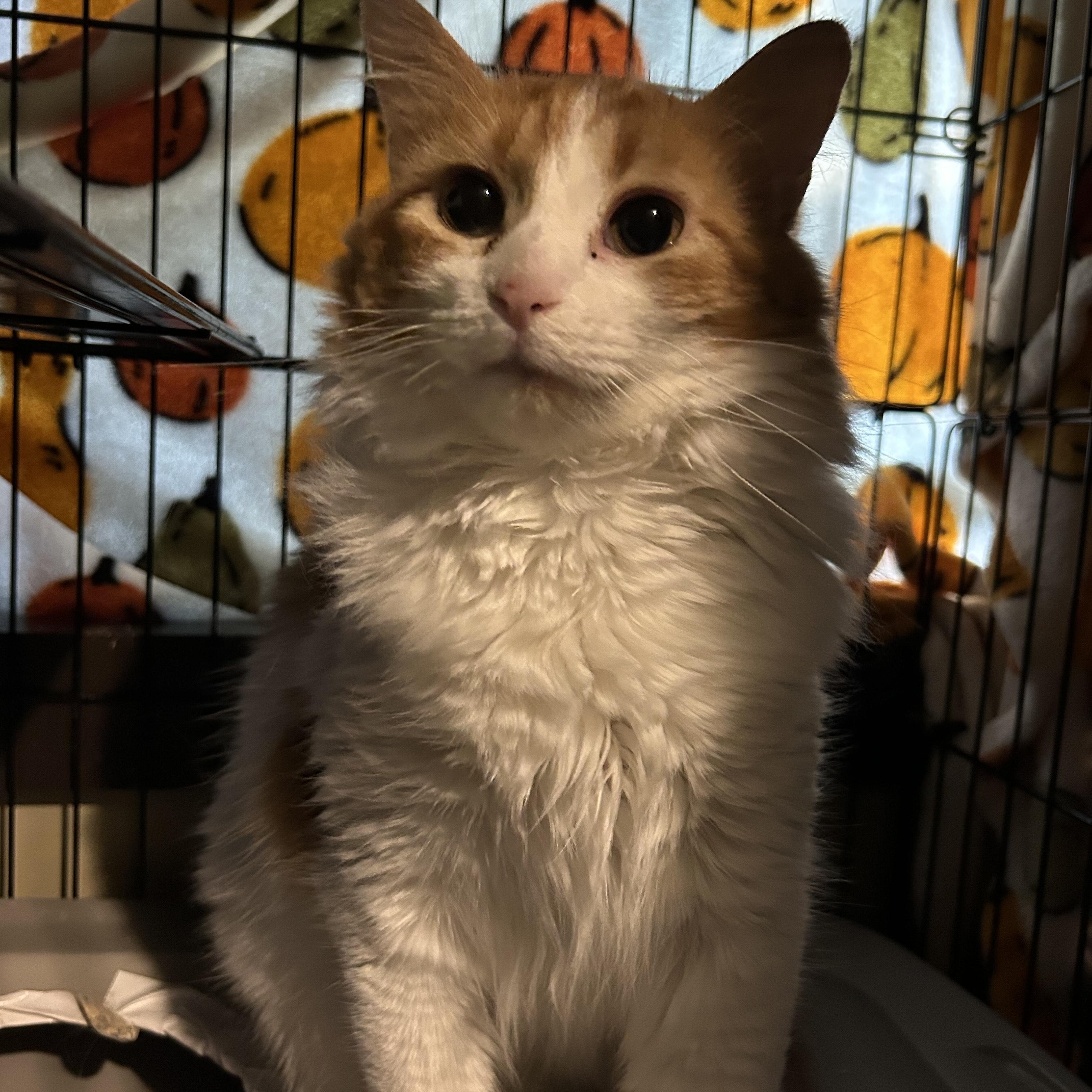 Enlarge Molly, a Adopted Domestic Long Hair in Shakopee, MN image 4/4