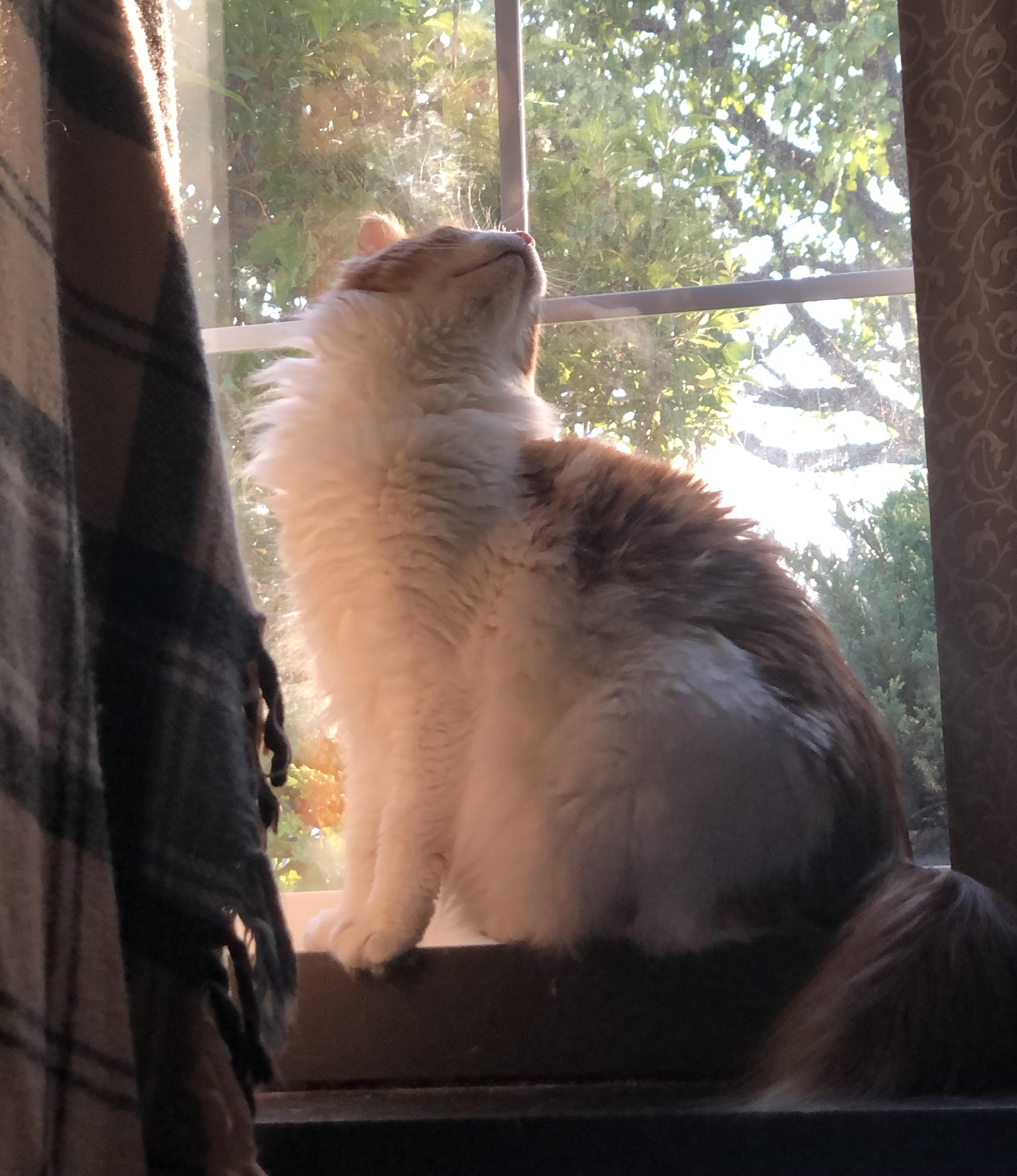 Enlarge Molly, a Adopted Domestic Long Hair in Shakopee, MN image 3/4