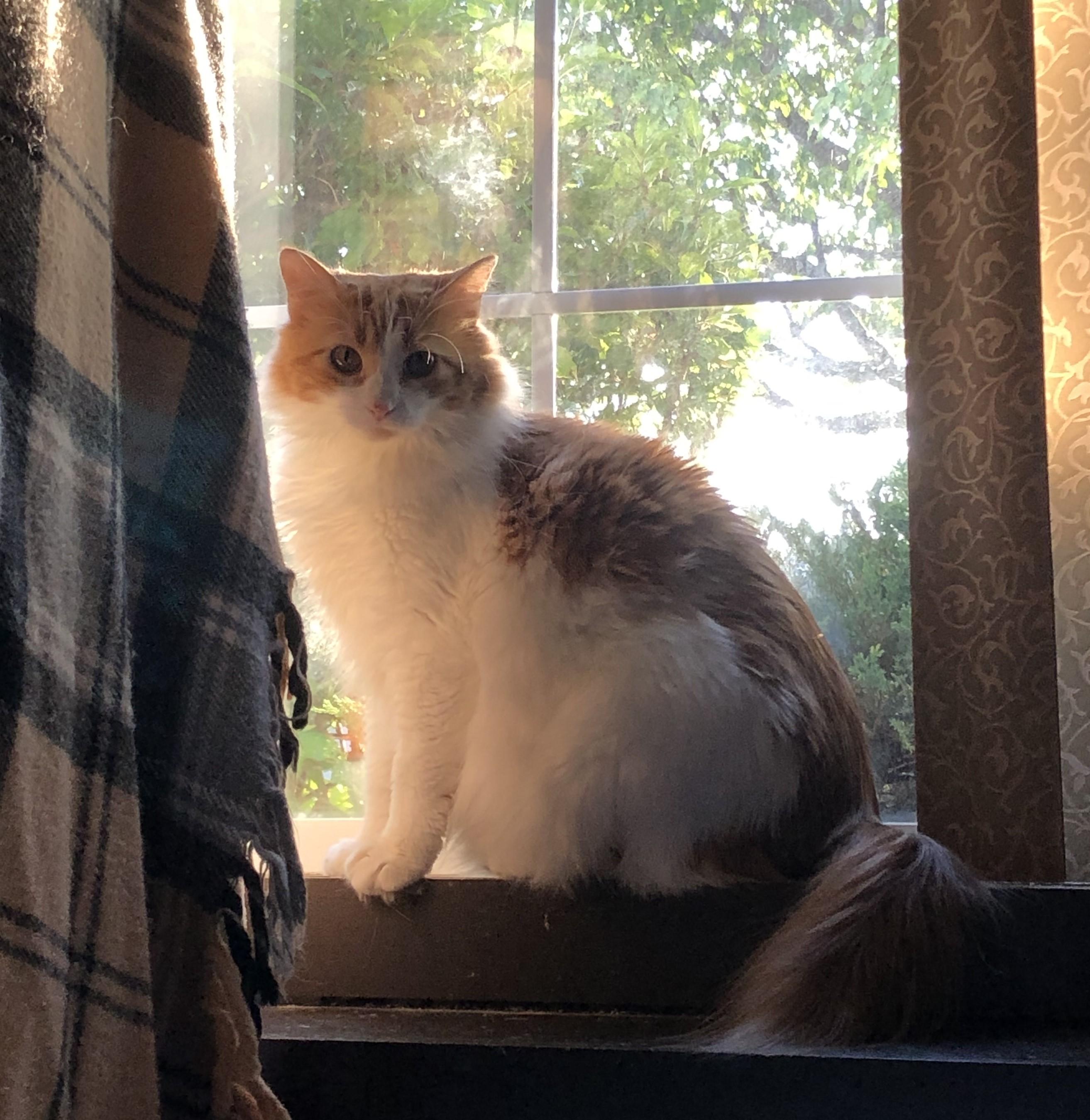 Molly, Adopted, Young Female Domestic Long Hair.