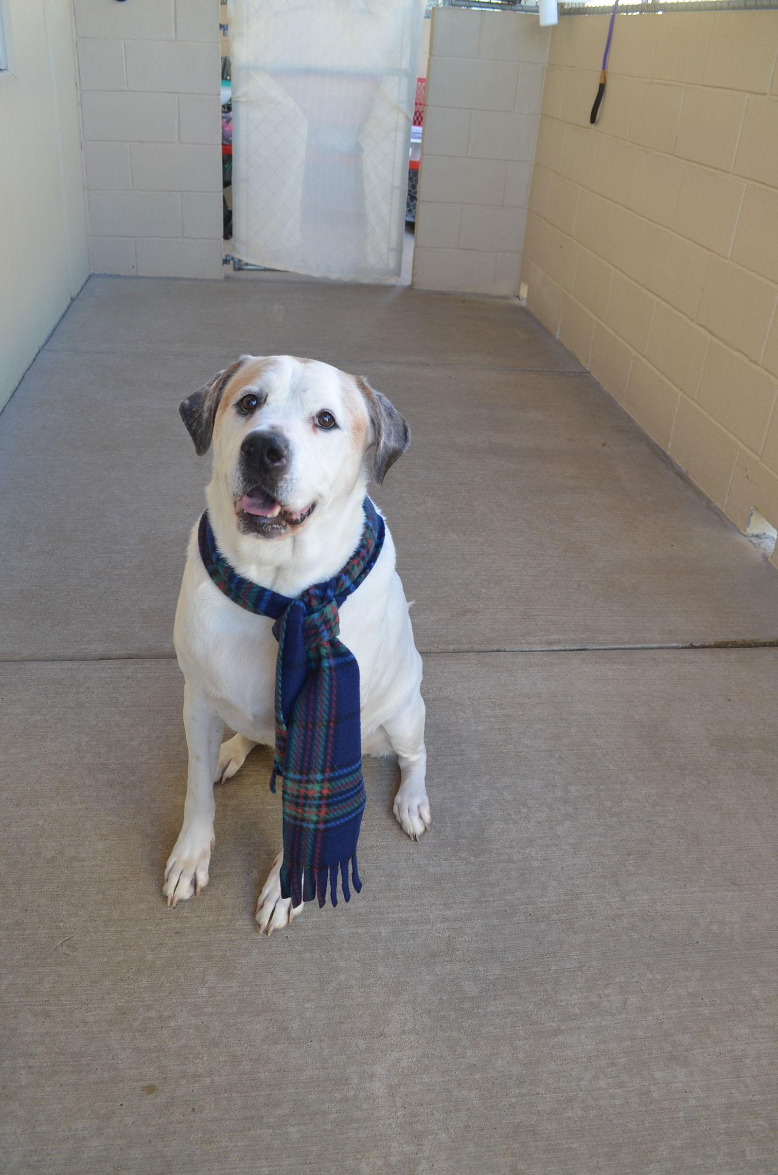 Milo, Adoptable, Adult Male Labrador Retriever.