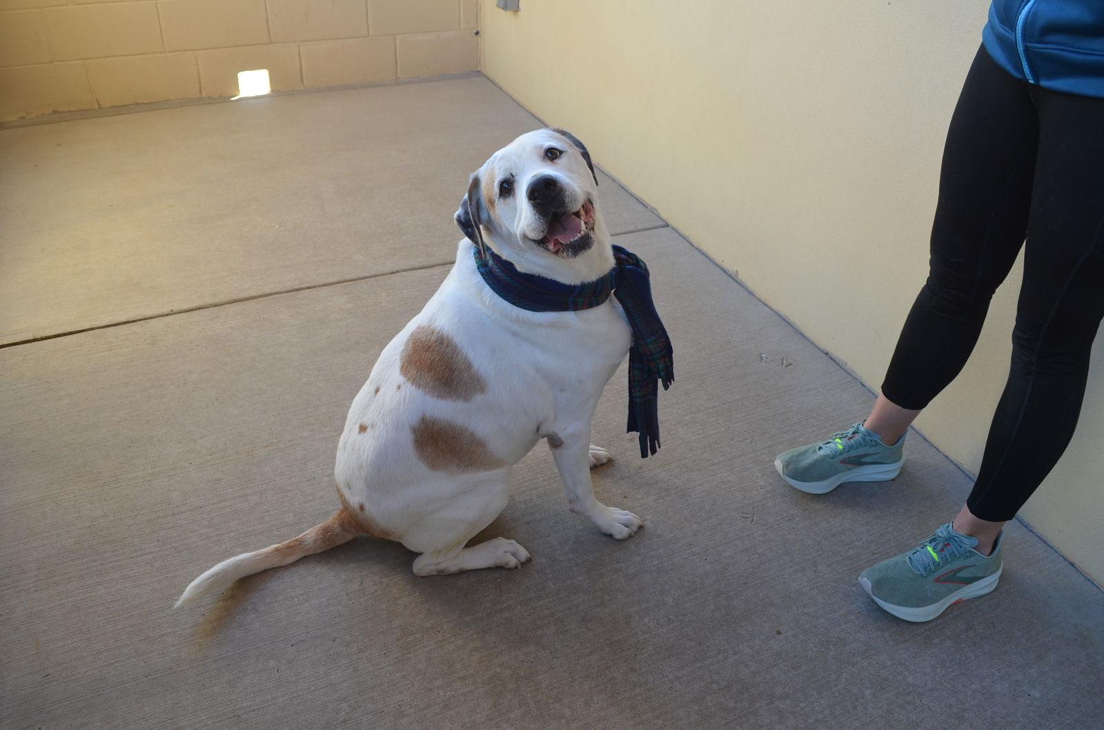 Enlarge Milo, a Adoptable Labrador Retriever in McKinney, TX image 2/3