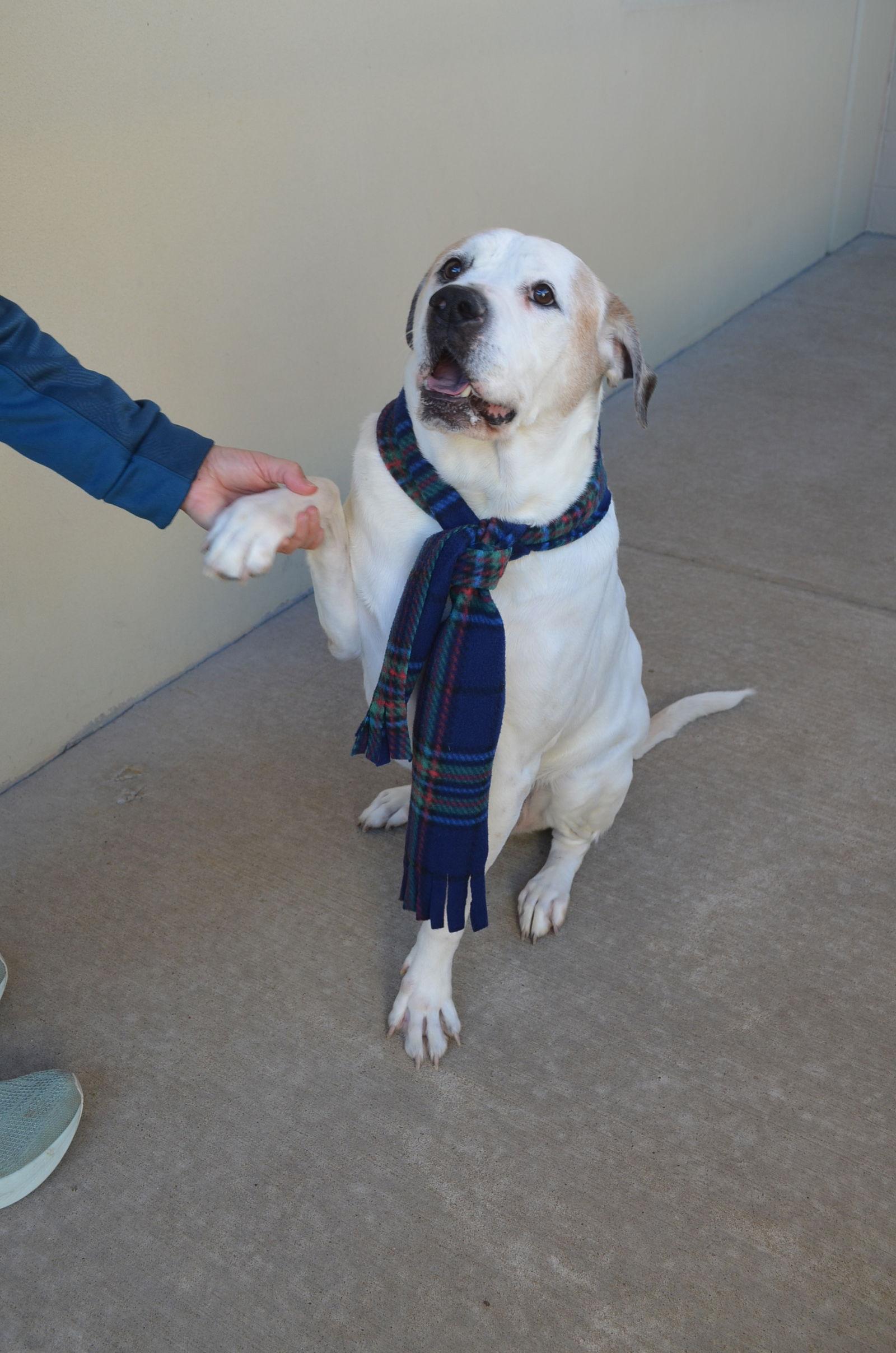 Enlarge Milo, a Adoptable Labrador Retriever in McKinney, TX image 3/3