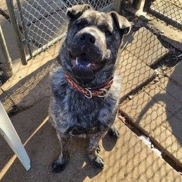 Dini, Adopted, Adult Female Chow Chow.