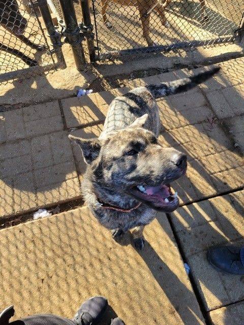 Enlarge Dini, a Adopted mixed breed in Edison, NJ image 2/5