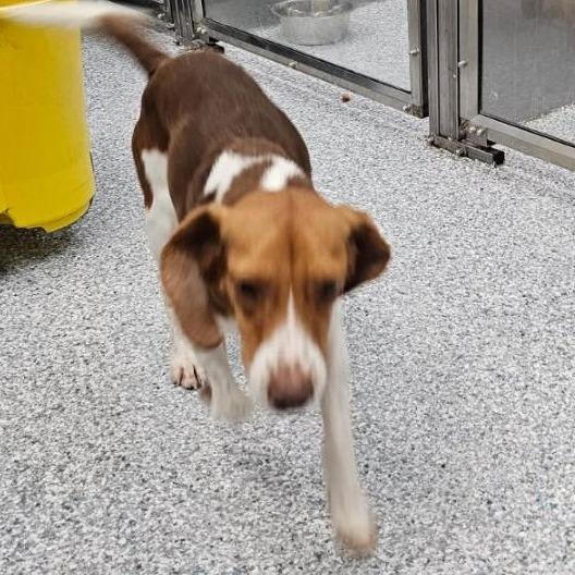 Barney, Adoptable, Adult Male Beagle.