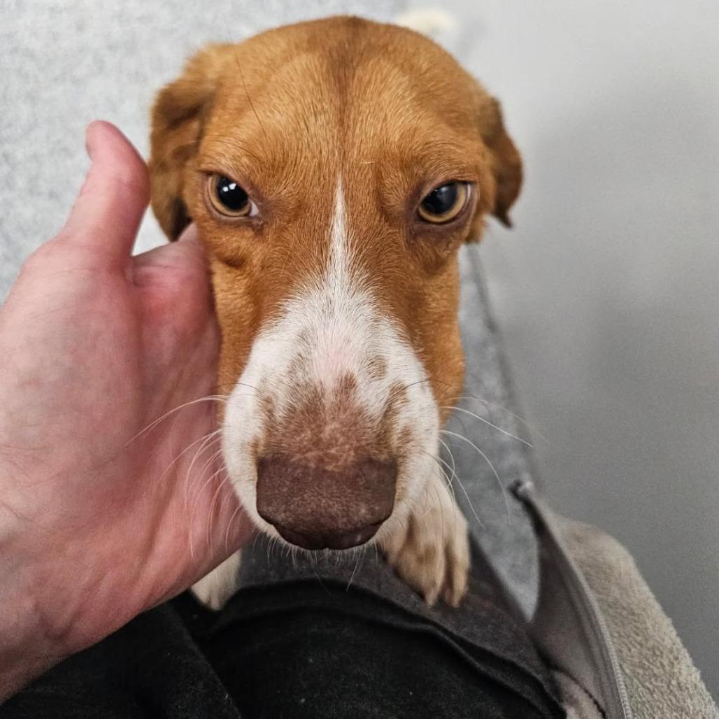 Barney, a Adoptable Beagle in Potomac, MD image 2/6