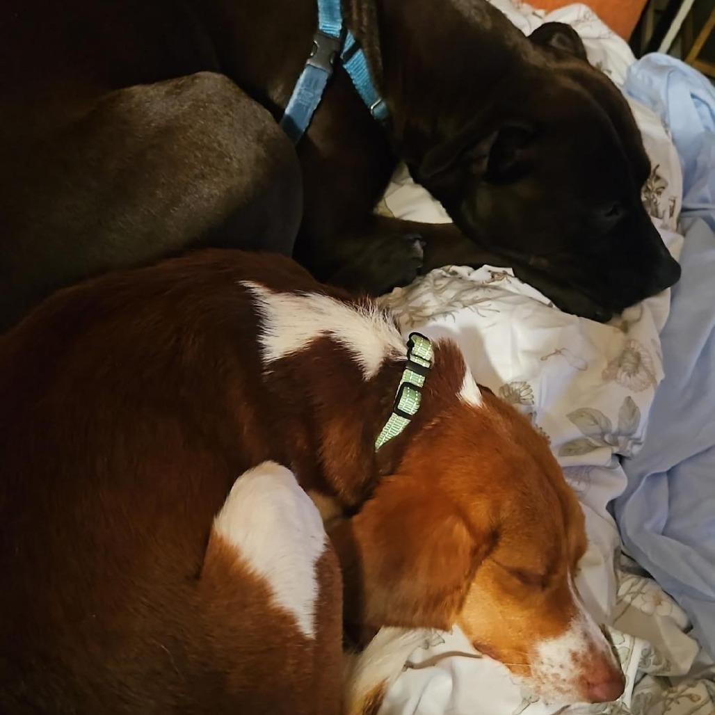 Barney, a Adoptable Beagle in Potomac, MD image 3/6